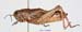 Conophyma_lobulatum_firmum_f_1300