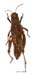 Conophyma_lobulatum_firmum_f_1301
