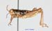 Conophyma_lobulatum_firmum_m_1302