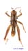 Conophyma_lobulatum_firmum_m_1303