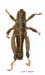 Conophyma_mistshenkoi_m_1271