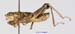 Conophyma_nanum_m_1266