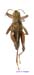 Conophyma_nanum_m_1267