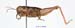 Conophyma_nigrescens_f_1282
