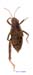 Conophyma_nigrescens_f_1283