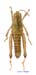 Conophyma_przewalskii_m_1273