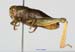 Conophyma_semenovi_semenovi_f_1280
