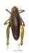 Conophyma_semenovi_semenovi_f_1281