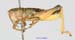 Conophyma_semenovi_semenovi_m_1278