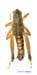 Conophyma_semenovi_semenovi_m_1279
