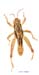 Conophyma_sogdianum_m_1307