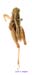 Conophyma_sokolowi_decorum_m_1297