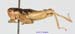 Conophyma_sokolowi_m_1258