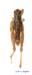 Conophyma_sokolowi_m_1259