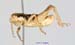 Conophyma_sokolowi_sokolowi_m_1294