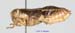 Conophyma_spectabile_f_1247