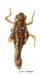 Conophyma_spectabile_f_1248