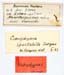 Conophyma_spectabile_labels_1246