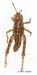Conophyma_spectabile_n_1245