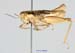 Conophyma_turkestanicum_m_1241