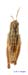 Conophyma_turkestanicum_m_1242