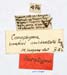 Conophyma_uvarovi_occidentale_labels_1290