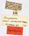 Conophyma_uvarovi_occidentale_labels_1293