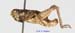Conophyma_uvarovi_occidentale_m_1288
