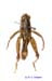 Conophyma_uvarovi_occidentale_m_1289