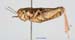 Conophyma_weberi_f_1298