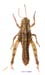 Conophyma_weberi_f_1299