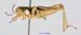 Conophyma_weberi_m_1304