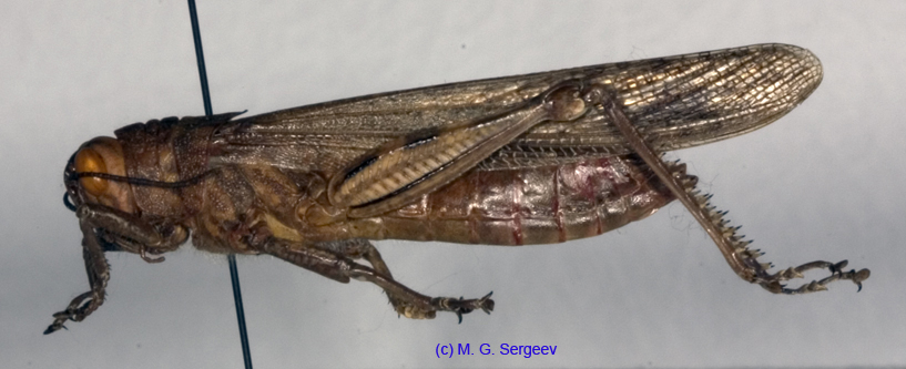 Anacridium_aegiptium_m_1156