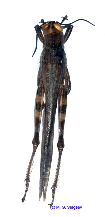 Anacridium_aegiptium_m_1157