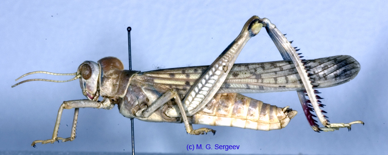 Dericorys_albidula_m_1150