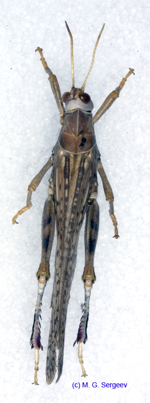 Dericorys_albidula_m_1151