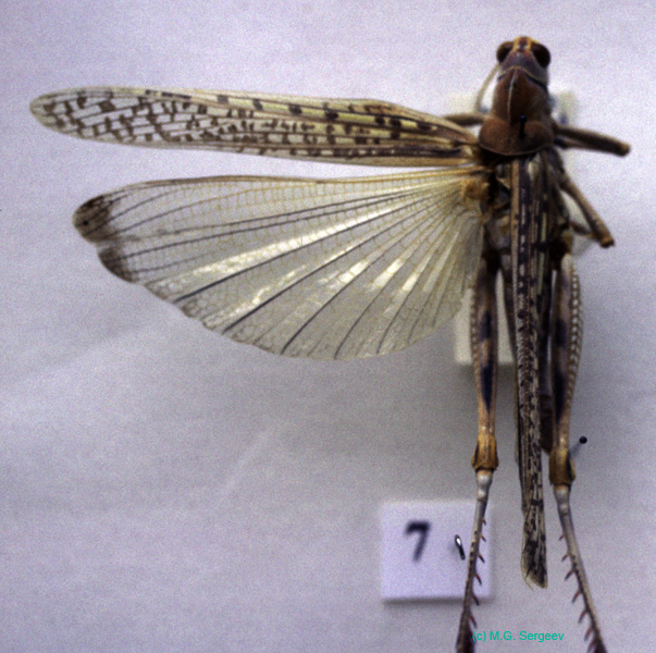Dericorys_annulata_m_01