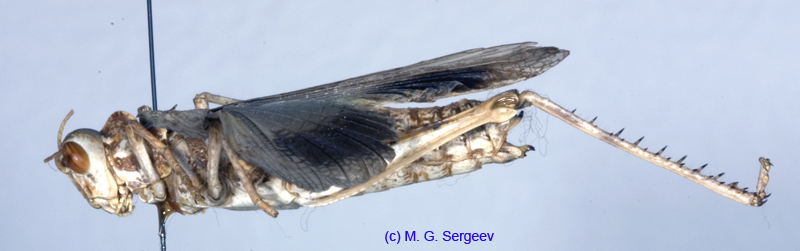 Dericorys_tibialis_f_1146