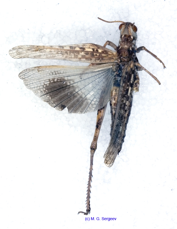 Dericorys_tibialis_f_1147
