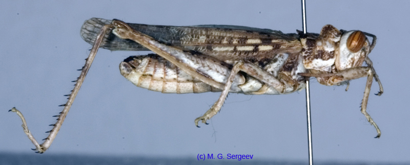 Dericorys_tibialis_m_1144
