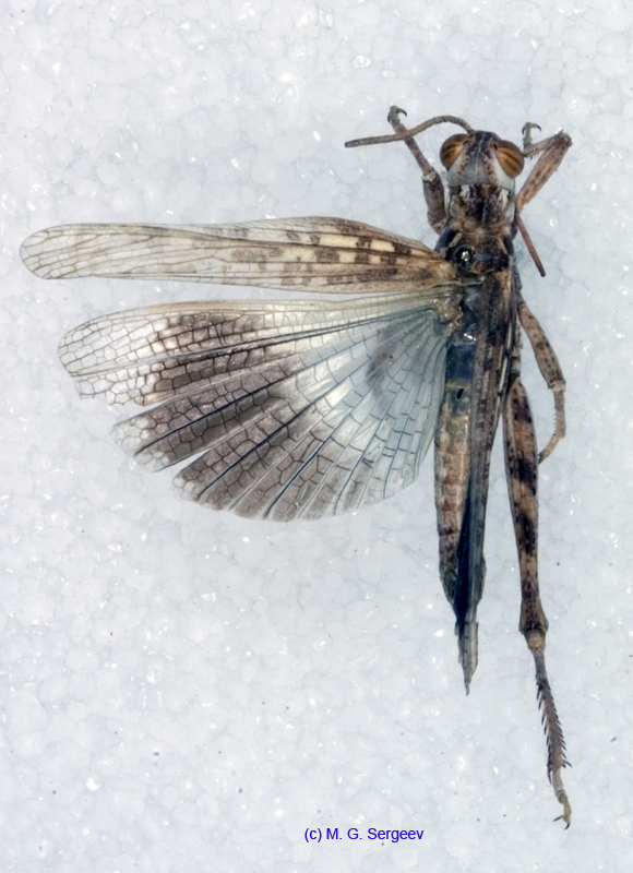 Dericorys_tibialis_m_1145