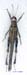 Dericorys_albidula_m_1151
