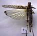 Dericorys_annulata_m_01