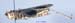 Dericorys_tibialis_f_1146