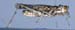 Dericorys_tibialis_m_1144