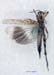 Dericorys_tibialis_m_1145