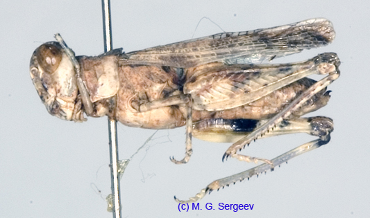Egnatius_apicalis_f_1239