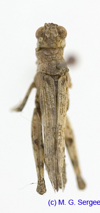 Egnatius_apicalis_f_1240