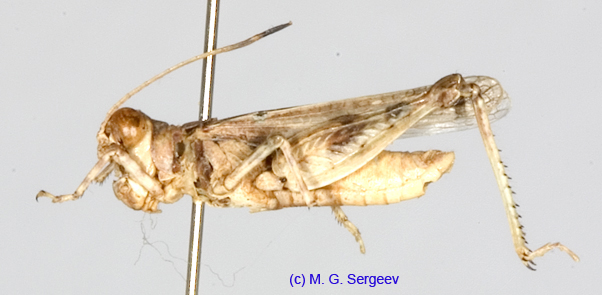 Egnatius_apicalis_m_1237