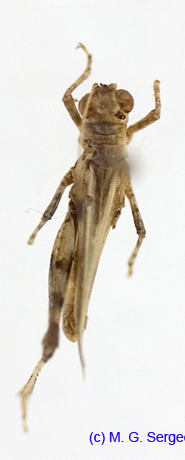 Egnatius_apicalis_m_1238